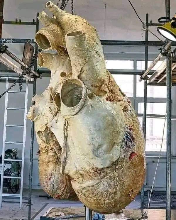 historyinmemes's tweet photo. The heart of a blue whale, which can weigh about 1,300 lbs and as large as the size of a small car. https://t.co/p516myPR1V