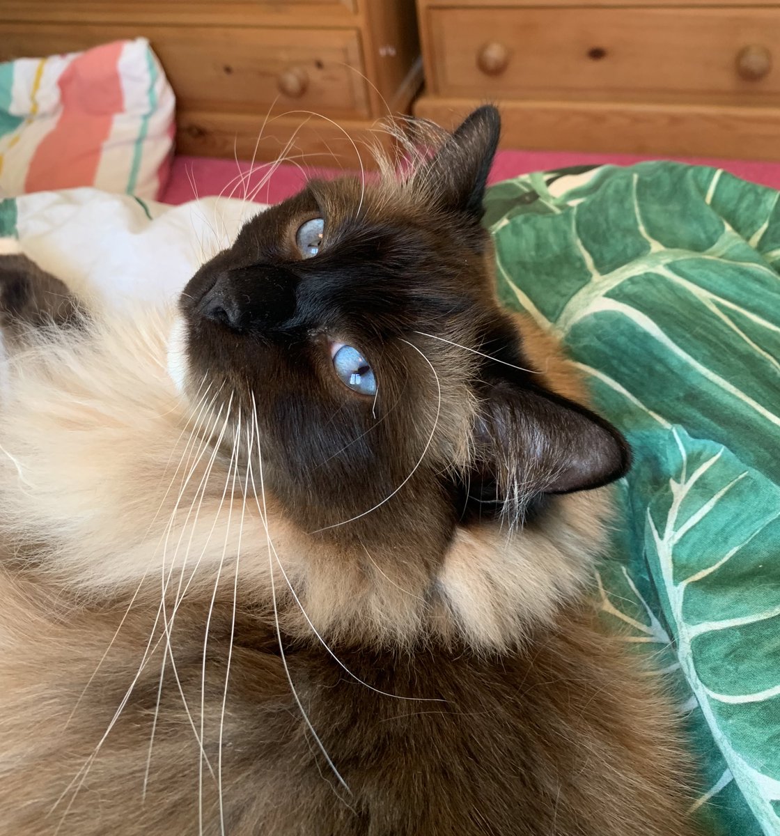 New kitten day 🐱 Fluffy like his older brother although different breed. #siberian #ragdoll