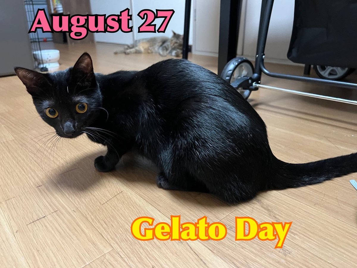 August 27th is Gelato Day in Japan🍨
My mom likes rum raisin ice cream most😋
What's your humans' favorite?

#cat #rescuecat #catsoftwitter #catsontwitter #luasdailylife #adoptdontshop #blackcat
#gelatoday