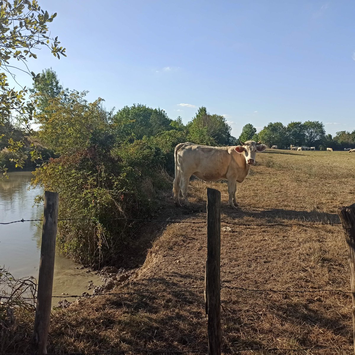 KfeCre's tweet photo. Résumé de la journée #flowVelo
-G eu très très chaud que c'est pas humain de faire du vélo comme ça ss ce cagnard🥵
-J'ai vu a peu près toutes les races de mes chéries 🐮
-CT plat qu'ils disent, il y a qlqes belles montagnes russes
-Fait le marché
-La France pays des châteaux https://t.co/HKBVc1CFNi
