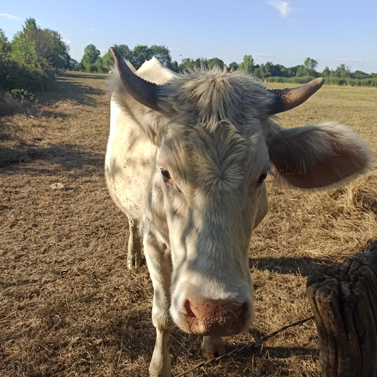 KfeCre's tweet photo. Résumé de la journée #flowVelo
-G eu très très chaud que c'est pas humain de faire du vélo comme ça ss ce cagnard🥵
-J'ai vu a peu près toutes les races de mes chéries 🐮
-CT plat qu'ils disent, il y a qlqes belles montagnes russes
-Fait le marché
-La France pays des châteaux https://t.co/HKBVc1CFNi