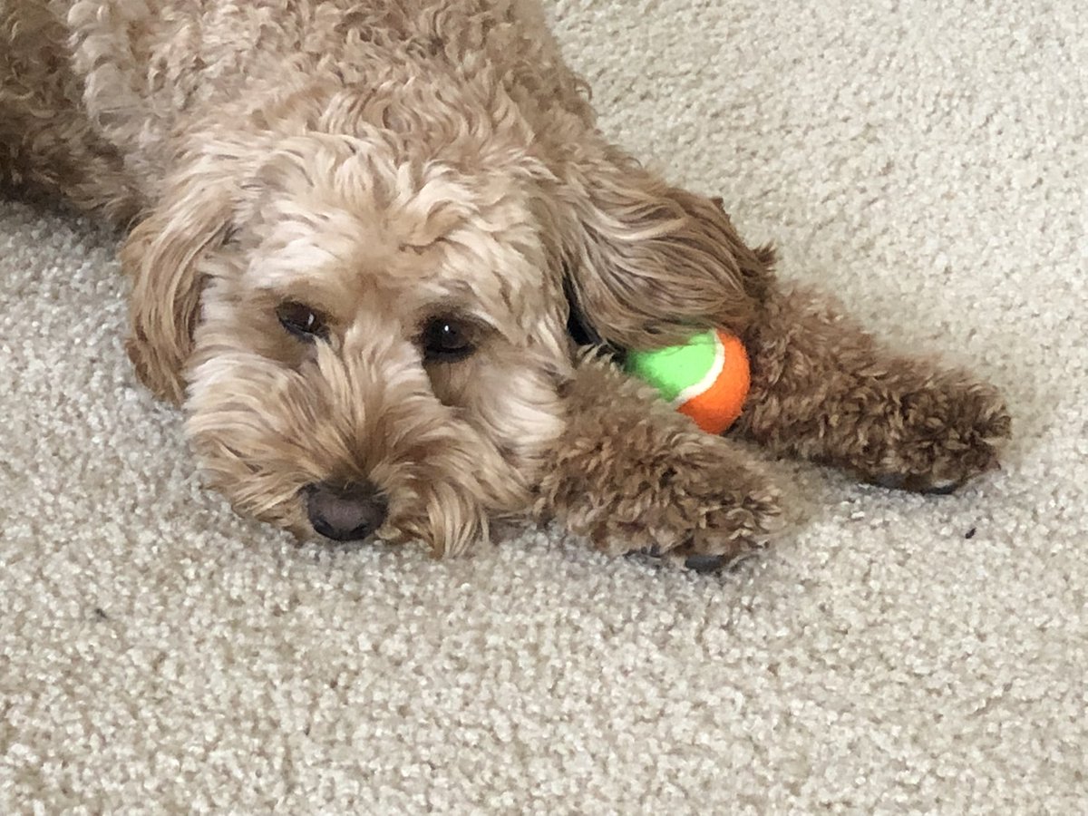 MumsPoos's tweet photo. @DCockapoo Do what I do, play ball while you eat. Chase a hall, drop it, eat a mouthful. https://t.co/6JEbundzLx