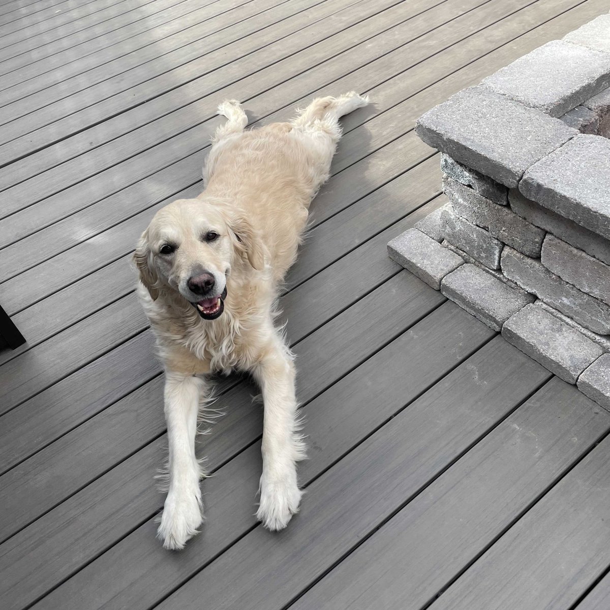 Mid-afternoon porch sploots. Someone get this pretty golden a cold bevvy and suntan lotion.