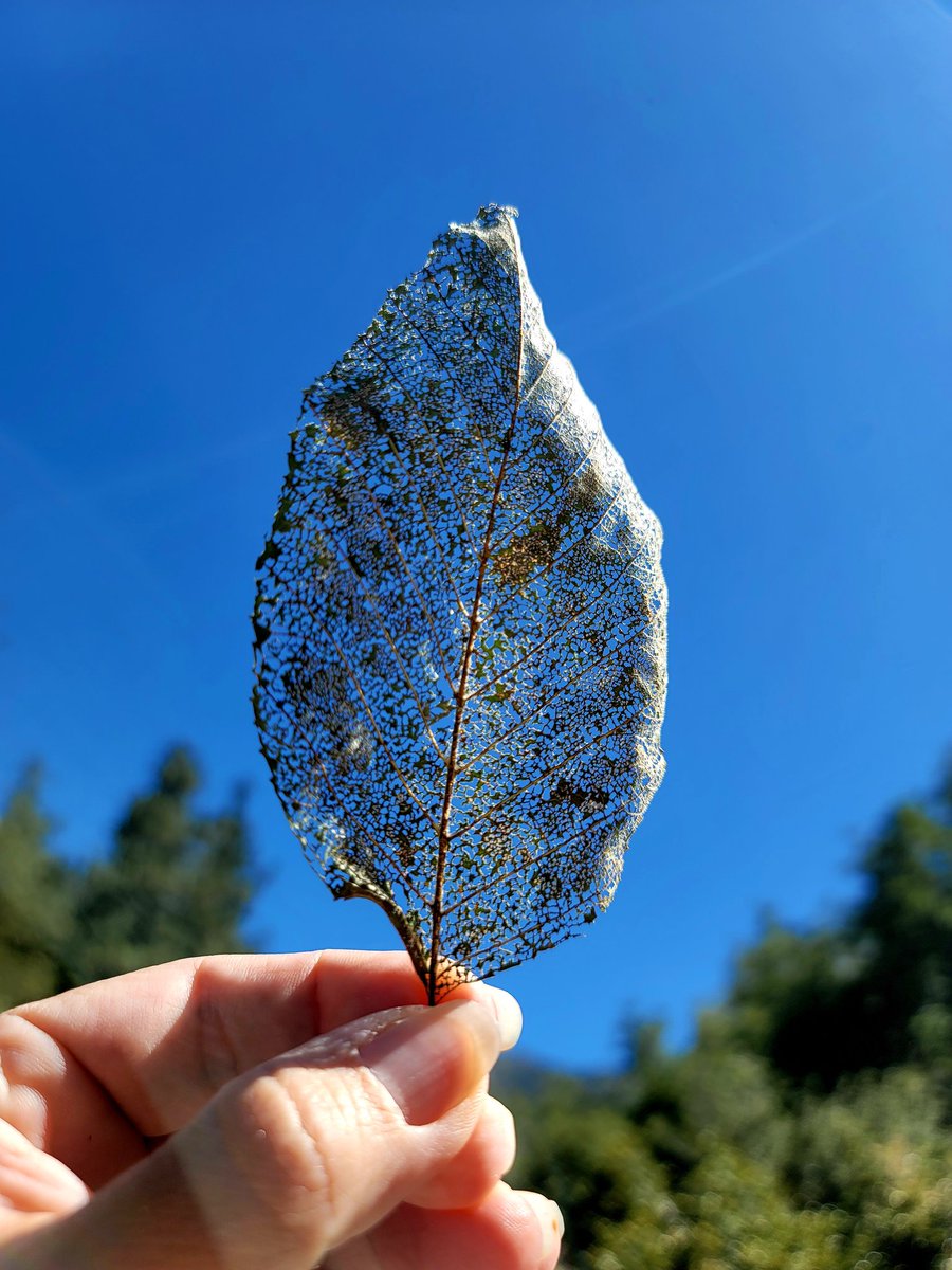 Huellas de la naturaleza🌞