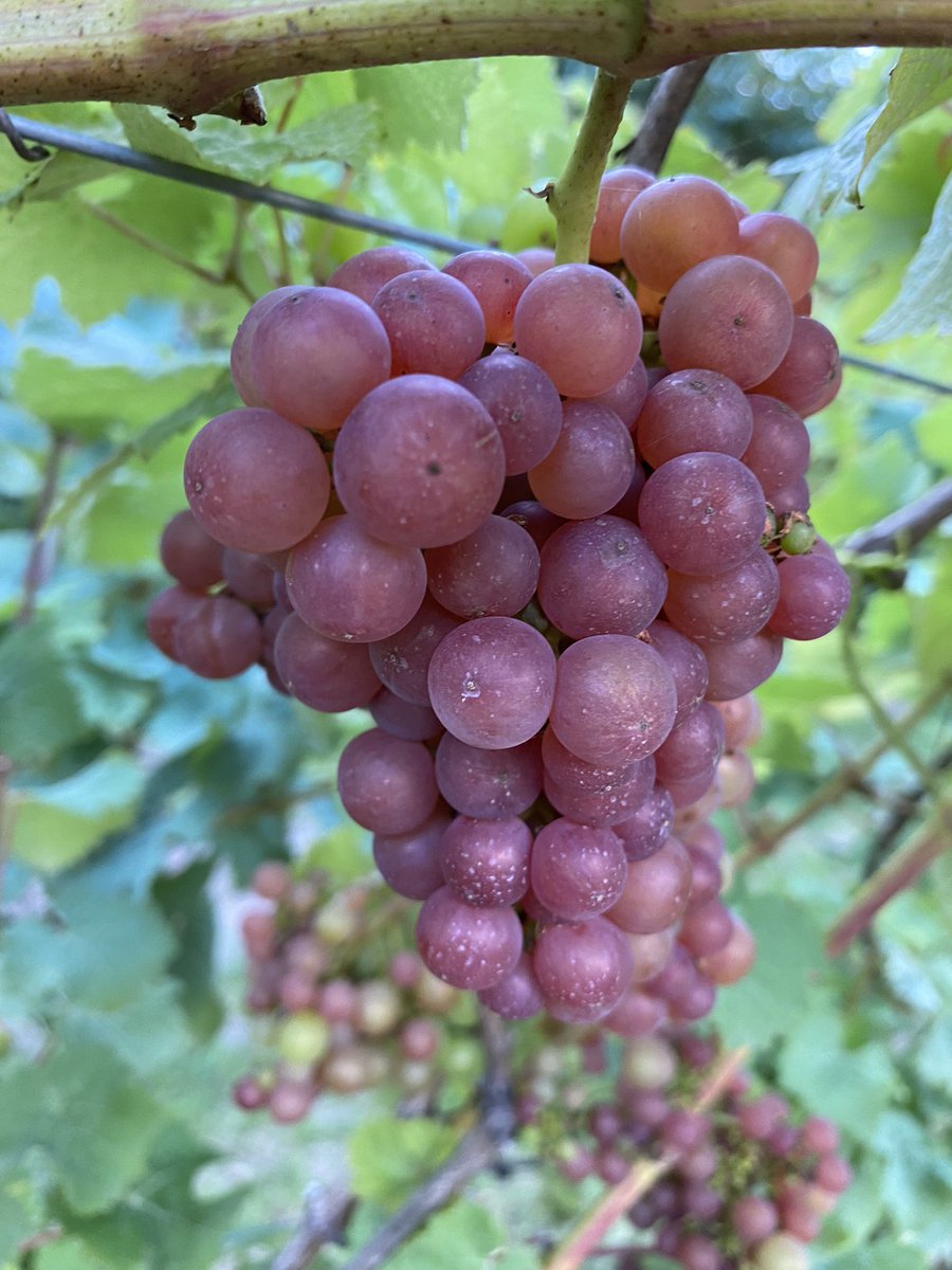 vines_the's tweet photo. #Siegerrebe looking fine, #Vendage this weekend me thinks #Brix @19ish 👍🏻 https://t.co/IQhJ0exf4V