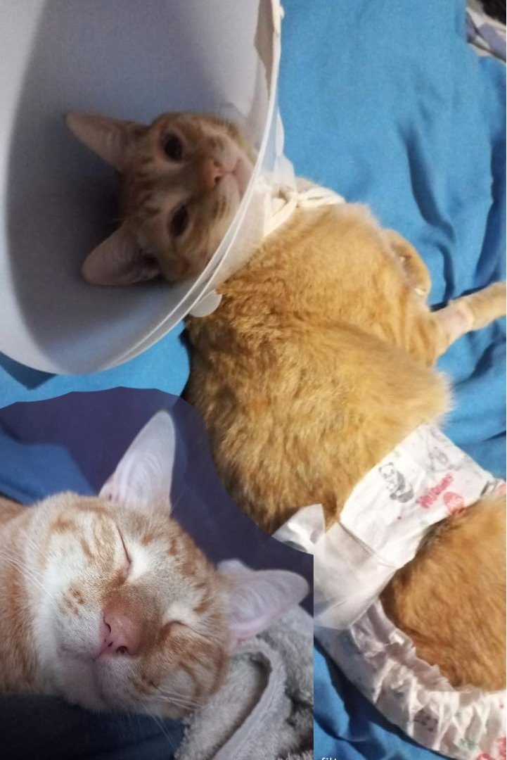 alimisa99's tweet photo. #URGENTE #donacion #ayudagato #catloversclub #ayudaanimal #ayudagatos #ayudagatuna #ayudagatoscalle #catstagram #cats #catloversclub #catlove #catoftheday #gato #gatos
Hoy haré un directo para recaudar lo necesario para que Lucho(mi mod) pueda costear la cirugia de su gato-> https://t.co/fbRAM27YkX