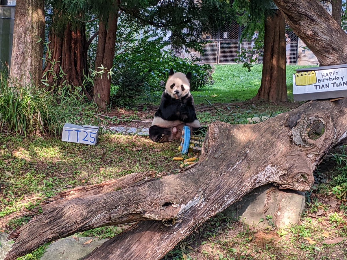 NormaValentini's tweet photo. Happy 25th Birthday Tian Tian!!! ❤️🐼❤️ @NationalZoo @tiantianpanda97 @MommyMei98 @DCPandaCub4 #PandaStory #Pandaversary #GP50 https://t.co/htER6WUWXg
