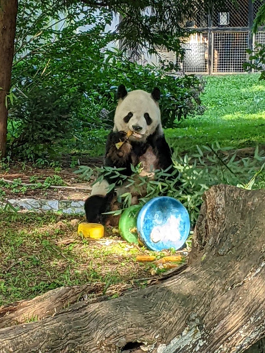 NormaValentini's tweet photo. Happy 25th Birthday Tian Tian!!! ❤️🐼❤️ @NationalZoo @tiantianpanda97 @MommyMei98 @DCPandaCub4 #PandaStory #Pandaversary #GP50 https://t.co/htER6WUWXg