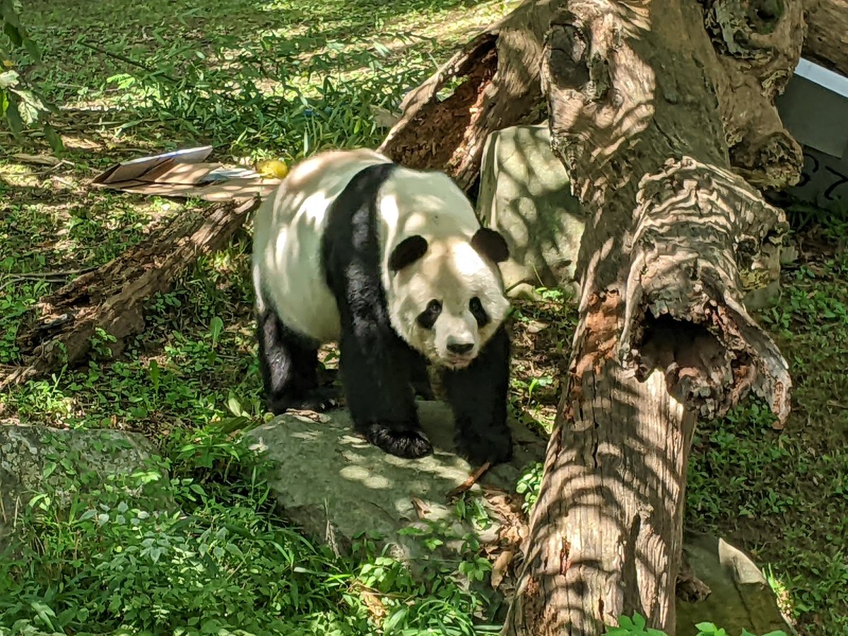 NormaValentini's tweet photo. Happy 25th Birthday Tian Tian!!! ❤️🐼❤️ @NationalZoo @tiantianpanda97 @MommyMei98 @DCPandaCub4 #PandaStory #Pandaversary #GP50 https://t.co/htER6WUWXg