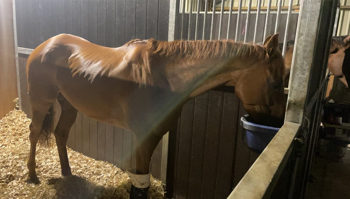 Home safe and straight in to his @DodsonHorrell feed! #WiseEagle #GreatDay #FedOnDAndH #WinNumber9