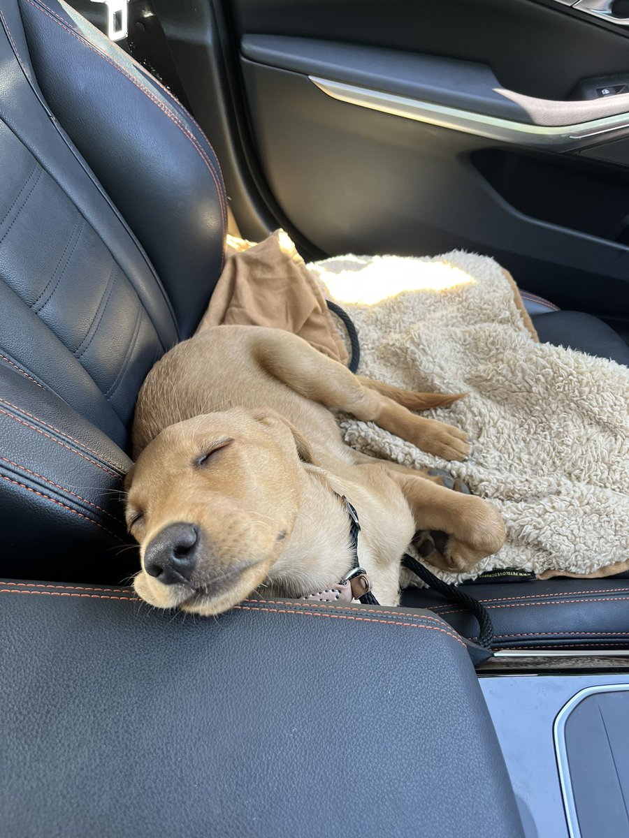 james_sweeten's tweet photo. 12 week update for Skye, first day at the river… very proud and very tired! https://t.co/cQ0cpFjmsN