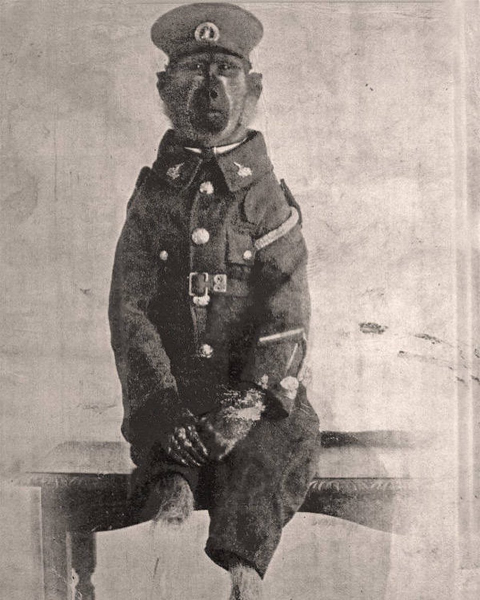 HistoryInPics's tweet photo. Corporal Jackie was a baboon in the South African army during WWI. He was made their mascot when his owner was drafted into war. Jackie received various injuries during the war such as being shot in the shoulder and having his right leg blown off https://t.co/bO9tW3pCW1