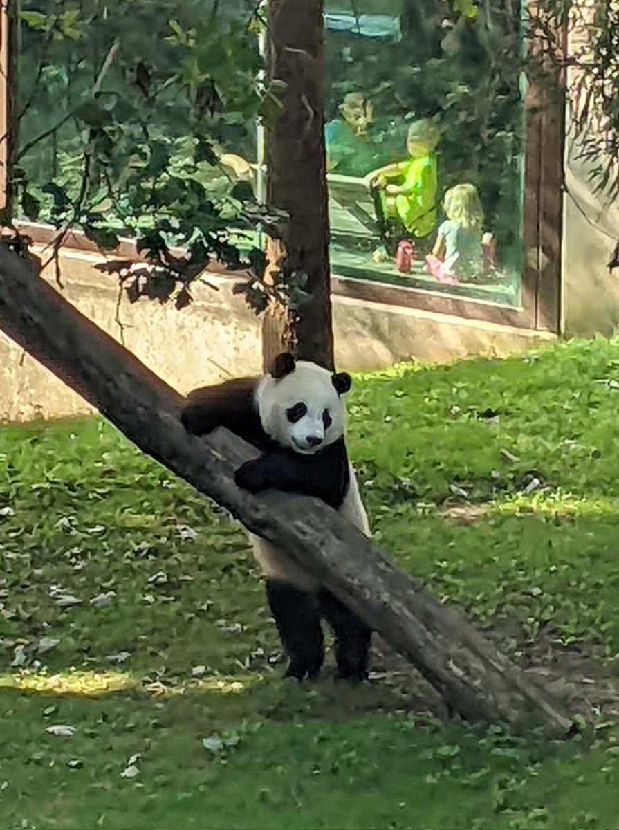 NormaValentini's tweet photo. Tian Tian's 25th Birthday Party!! 🎉🎂🎉 @tiantianpanda97 @MommyMei98 @DCPandaCub4 @NationalZoo #PandaStory #Pandaversary #GP50 https://t.co/XT6WreRdA7