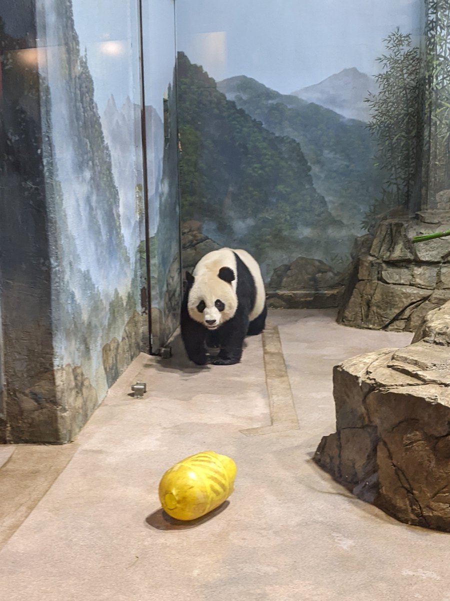 NormaValentini's tweet photo. Tian Tian's 25th Birthday Party!! 🎉🎂🎉 @tiantianpanda97 @MommyMei98 @DCPandaCub4 @NationalZoo #PandaStory #Pandaversary #GP50 https://t.co/XT6WreRdA7
