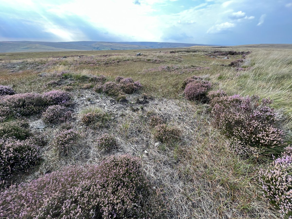 6 Months ago this would have been boggy and impassable. Today I walked over the top of it, no problemo. I do wonder when we’ll actually get the next prolonged period of rain. #MarsdenMoor