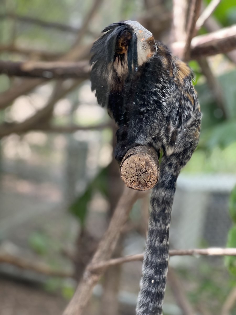 It's #MonkeyMonday: what is the difference in a Marmoset and a Tamarin? At Chattanooga Zoo we have Geoffrey's Marmosets. Scientists believe they have evolved to an insect diet, making them smaller. They also have V-shaped faces while tamarins have rounded, U-shaped faces.