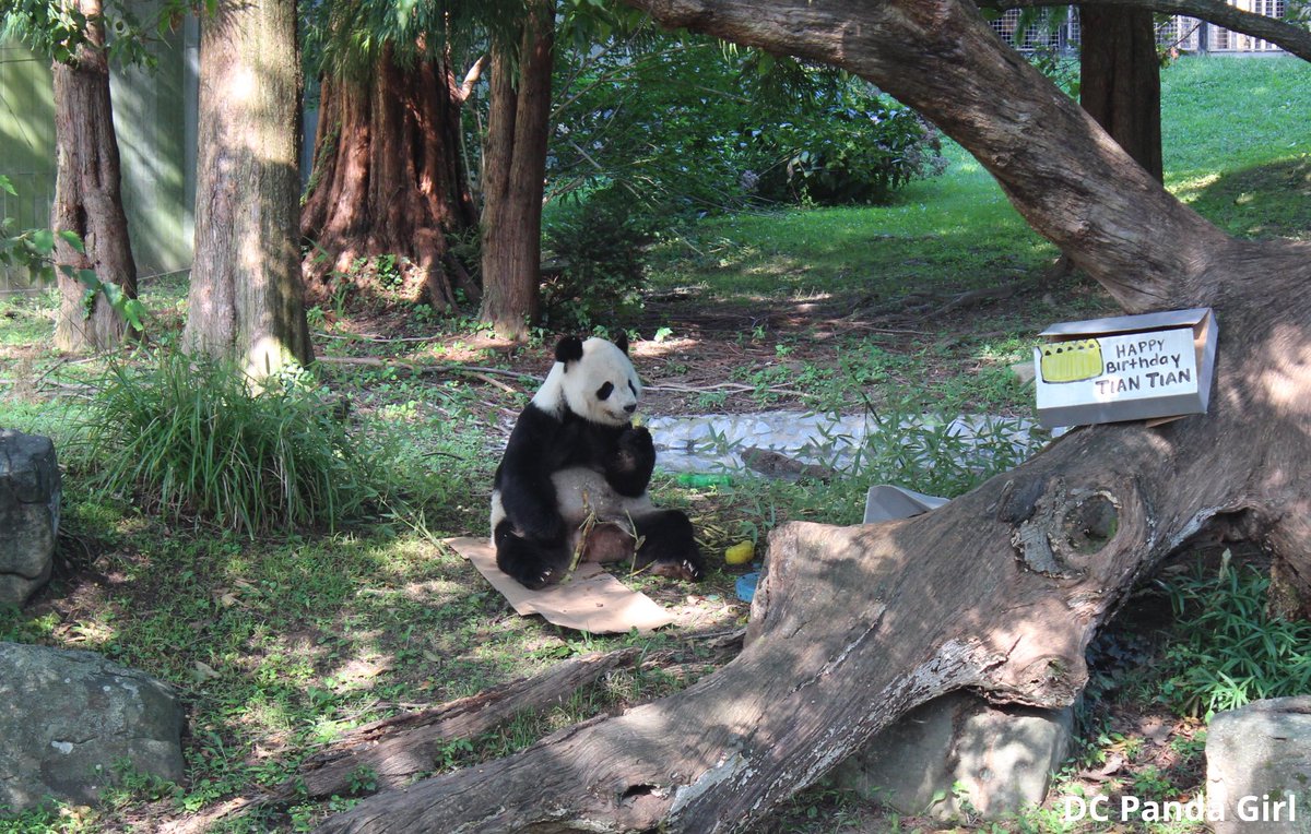 DCPandaGirl's tweet photo. Happy 25th birthday to Tian Tian!! 🐼🎂🎉💖 New YouTube video of Papa Bear’s special day: https://t.co/eSlUs0Vhmv @NationalZoo #pandas #panda #pandastory #pandaversary https://t.co/E6syXRoKkT