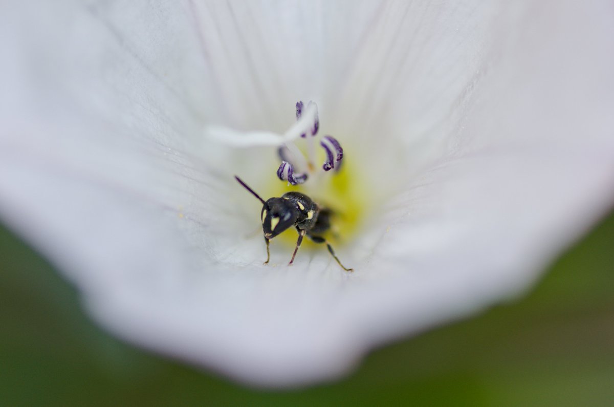 ZehrKeith's tweet photo. Hylaeus aka the masked bee.

#photography #macrophotography #insectphotography #bee #maskedbee #hylaeus #wildlifephotography #naturephotography #NikonD5100 #Tamronspdi90mm https://t.co/F9CpKah1w6