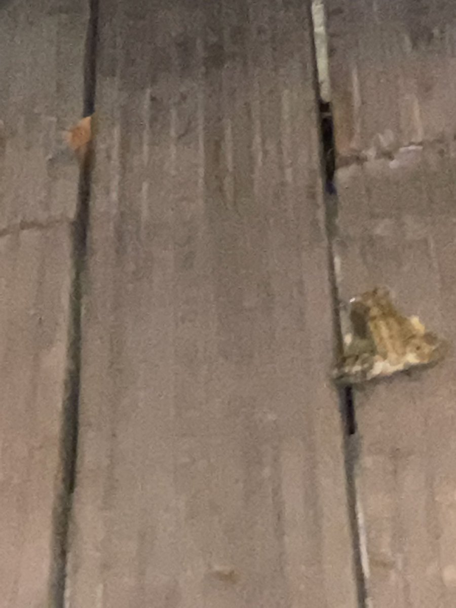 Beth_Tastic's tweet photo. OhMyDays!!!! I am NOT โMrs Natureโ
as we all know ๐๐๐คฃso when I am sat minding my business,reading in my egg swing & along hops froggy I donโt mind admitting I FREAKED out!!๐ณ๐๐ณHow??? WHY??? ๐ซ๐ซ๐ณ๐๐คฃ #ThingsThatMakeMeCry https://t.co/g2D40pjMjh