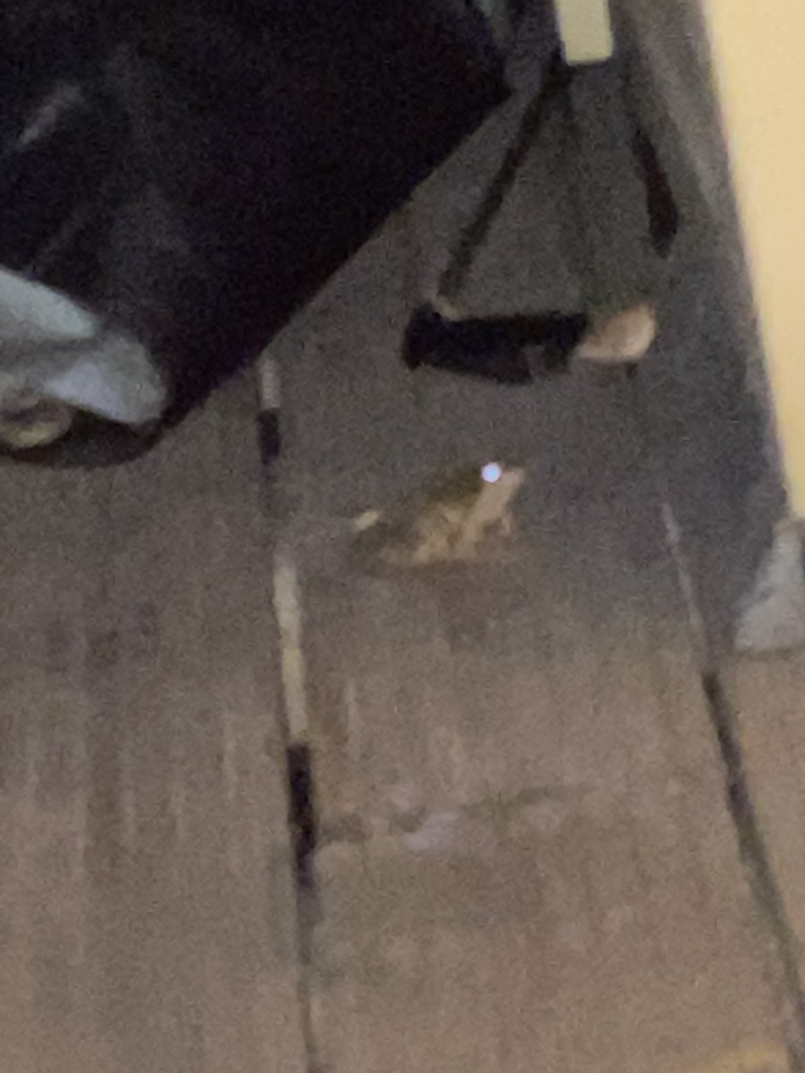 Beth_Tastic's tweet photo. OhMyDays!!!! I am NOT โMrs Natureโ
as we all know ๐๐๐คฃso when I am sat minding my business,reading in my egg swing & along hops froggy I donโt mind admitting I FREAKED out!!๐ณ๐๐ณHow??? WHY??? ๐ซ๐ซ๐ณ๐๐คฃ #ThingsThatMakeMeCry https://t.co/g2D40pjMjh