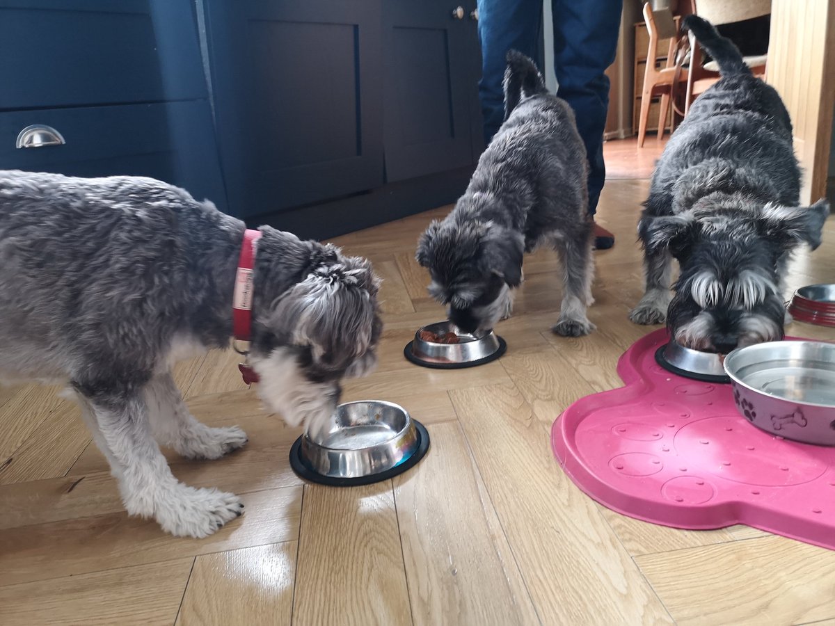 PaulWBreslin's tweet photo. Now and then. Two years later for the puppies. #SchnauzerGang #GangBackTogether https://t.co/6XEfLj2wIq