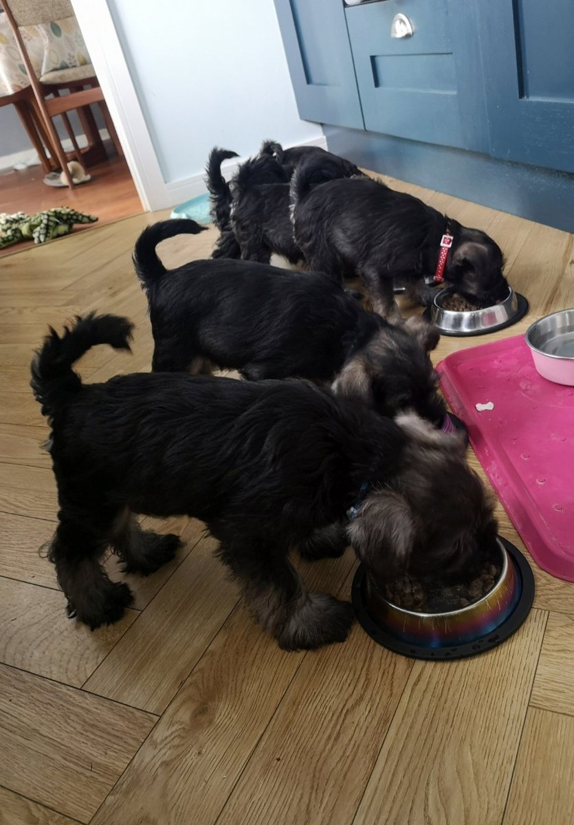 PaulWBreslin's tweet photo. Now and then. Two years later for the puppies. #SchnauzerGang #GangBackTogether https://t.co/6XEfLj2wIq