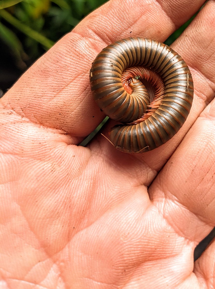 kevinsonger's tweet photo. Lots of millipedes here on #FloridaHemp farm in Tallahassee. Comparing this one to Anadenobolus monilicornis, a species native to the Caribbean. Most millipedes are a benefit to our nursery as they chew up fallen plant matter &amp; turn debris into rich compost. https://t.co/kIWNAV4SpB
