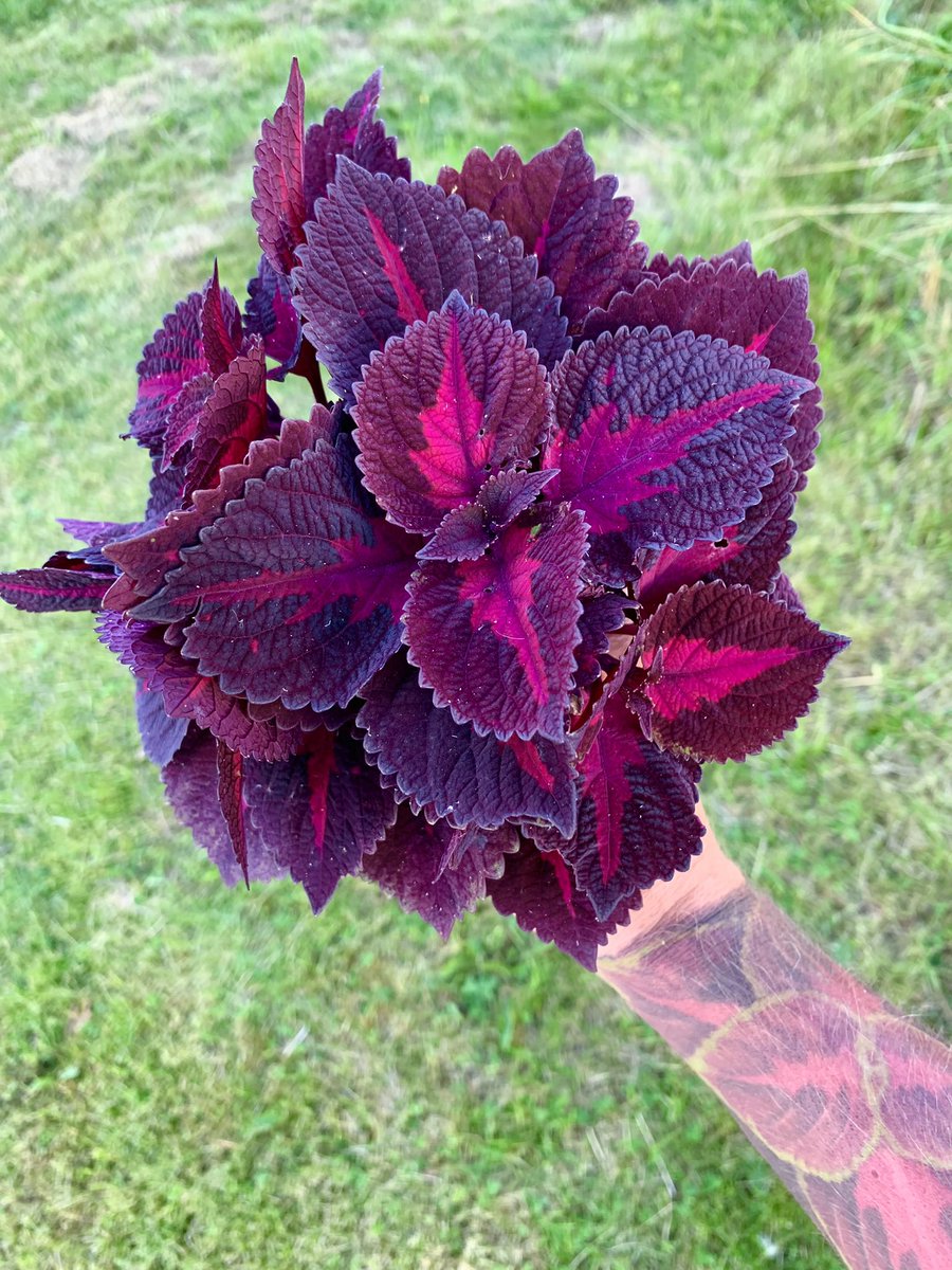 Coleus ’China Rose’ cuttings 😀 can’t have to many of these 😅