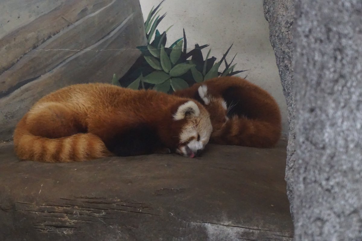 For #FavoriteFriday, Willa and Avi present: snuggles! 
Our Red Pandas love a good nap, but Willa is of the opinion that naps are better with a friend. 🐾❤