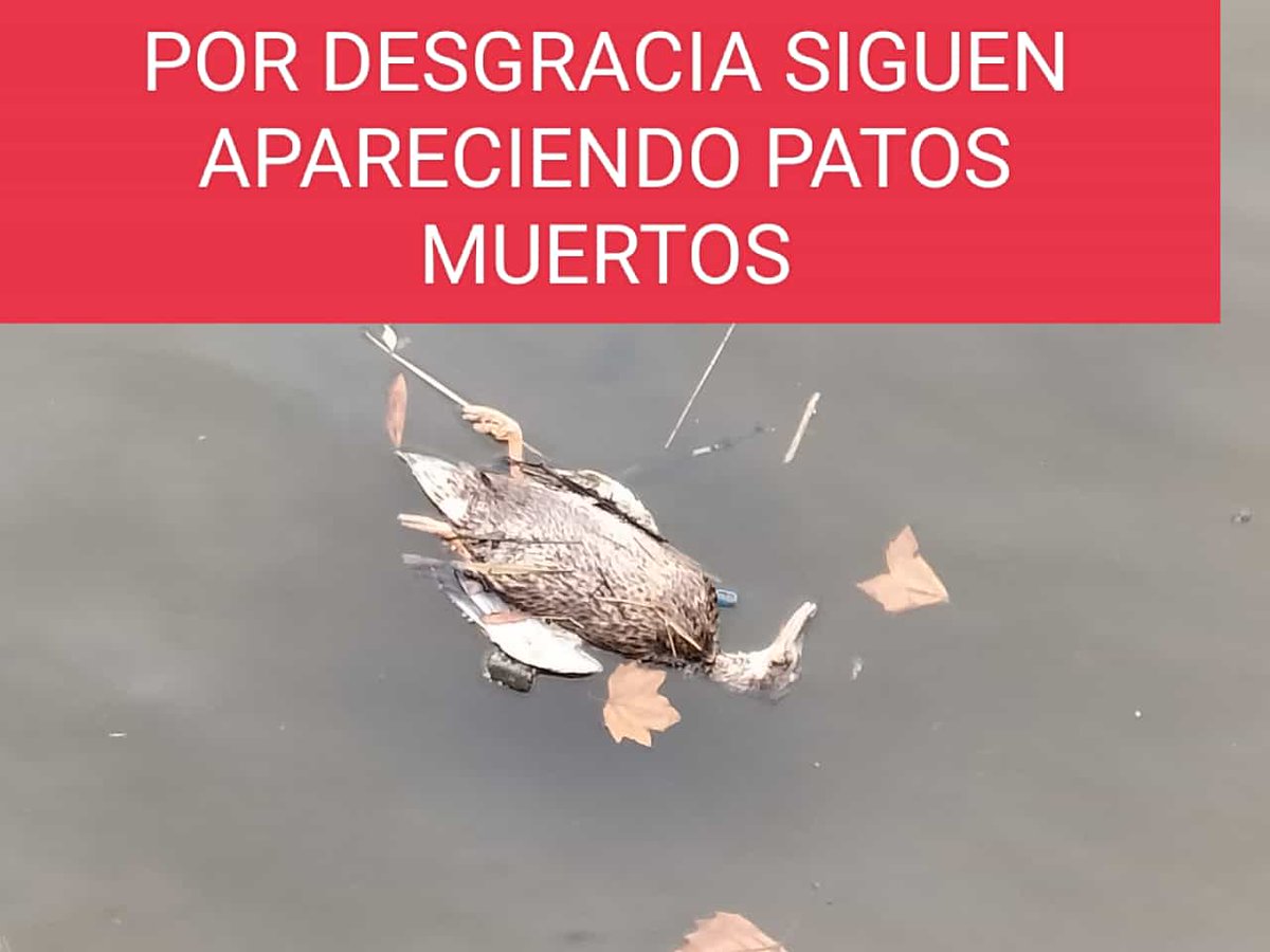 EguzkiEH's tweet photo. se han presentado hoy en la zona. Queremos que se investigue hasta el final y que se den con las causas que expliquen por qué se está dando esta mortandad, tanto de peces como de aves, en una zona tan determinada del cauce del Urumea. https://t.co/rdjMG4LQOZ