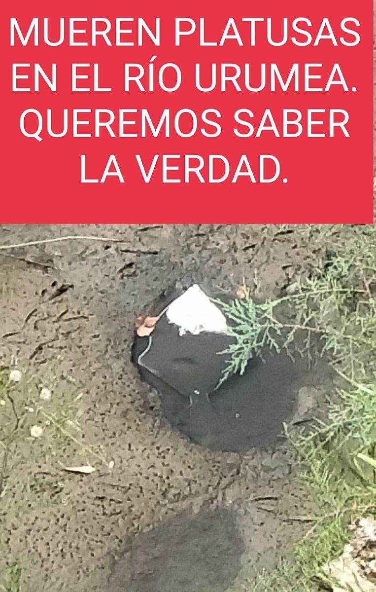 EguzkiEH's tweet photo. se han presentado hoy en la zona. Queremos que se investigue hasta el final y que se den con las causas que expliquen por qué se está dando esta mortandad, tanto de peces como de aves, en una zona tan determinada del cauce del Urumea. https://t.co/rdjMG4LQOZ