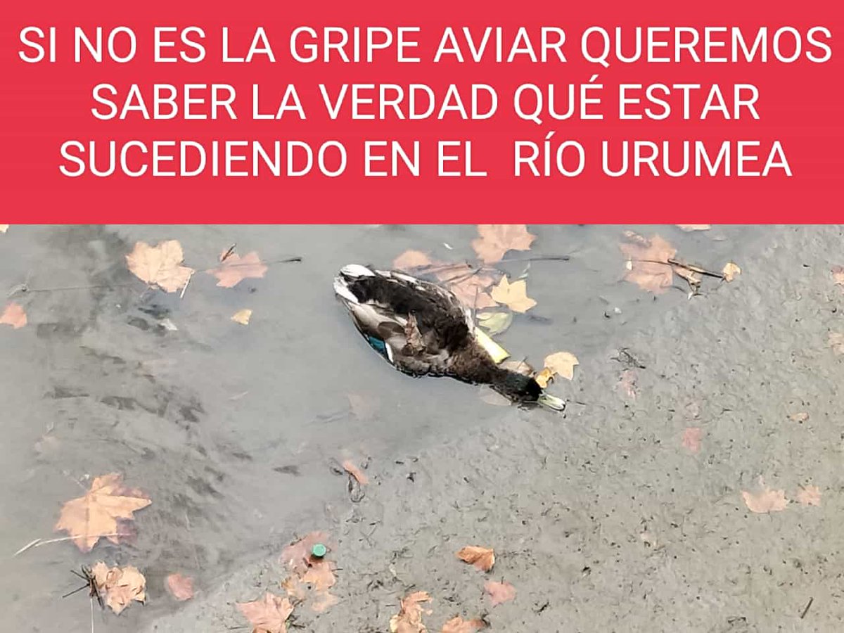 EguzkiEH's tweet photo. se han presentado hoy en la zona. Queremos que se investigue hasta el final y que se den con las causas que expliquen por qué se está dando esta mortandad, tanto de peces como de aves, en una zona tan determinada del cauce del Urumea. https://t.co/rdjMG4LQOZ