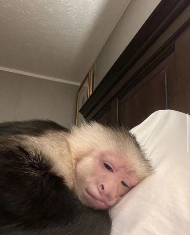 danbajal's tweet image. 