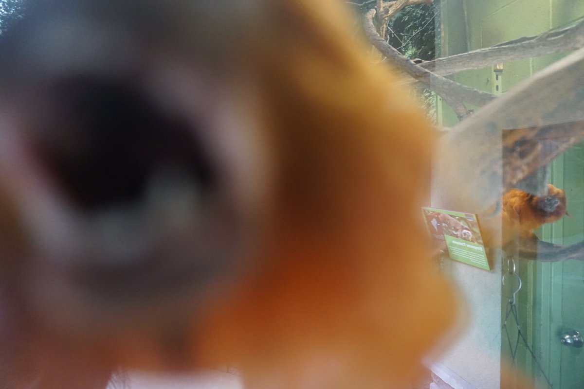 For this #monkeymonday, we present: A Story in 4 Parts, starring our Golden Lion Tamarins