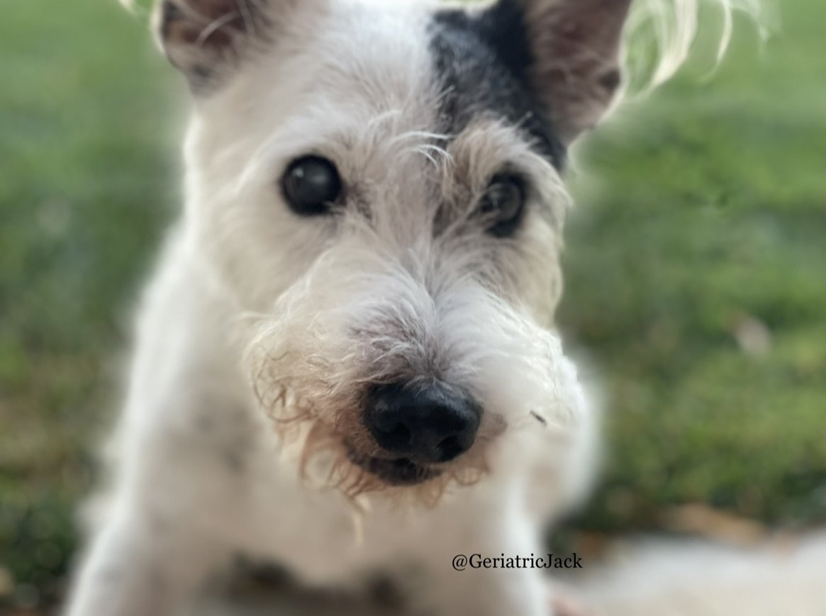 is this the face of someone who took a midnight 💩, stepped in it and tracked it all over the house including the carpets? 😇
#dogsoftwitter 
#SeniorPupSaturday