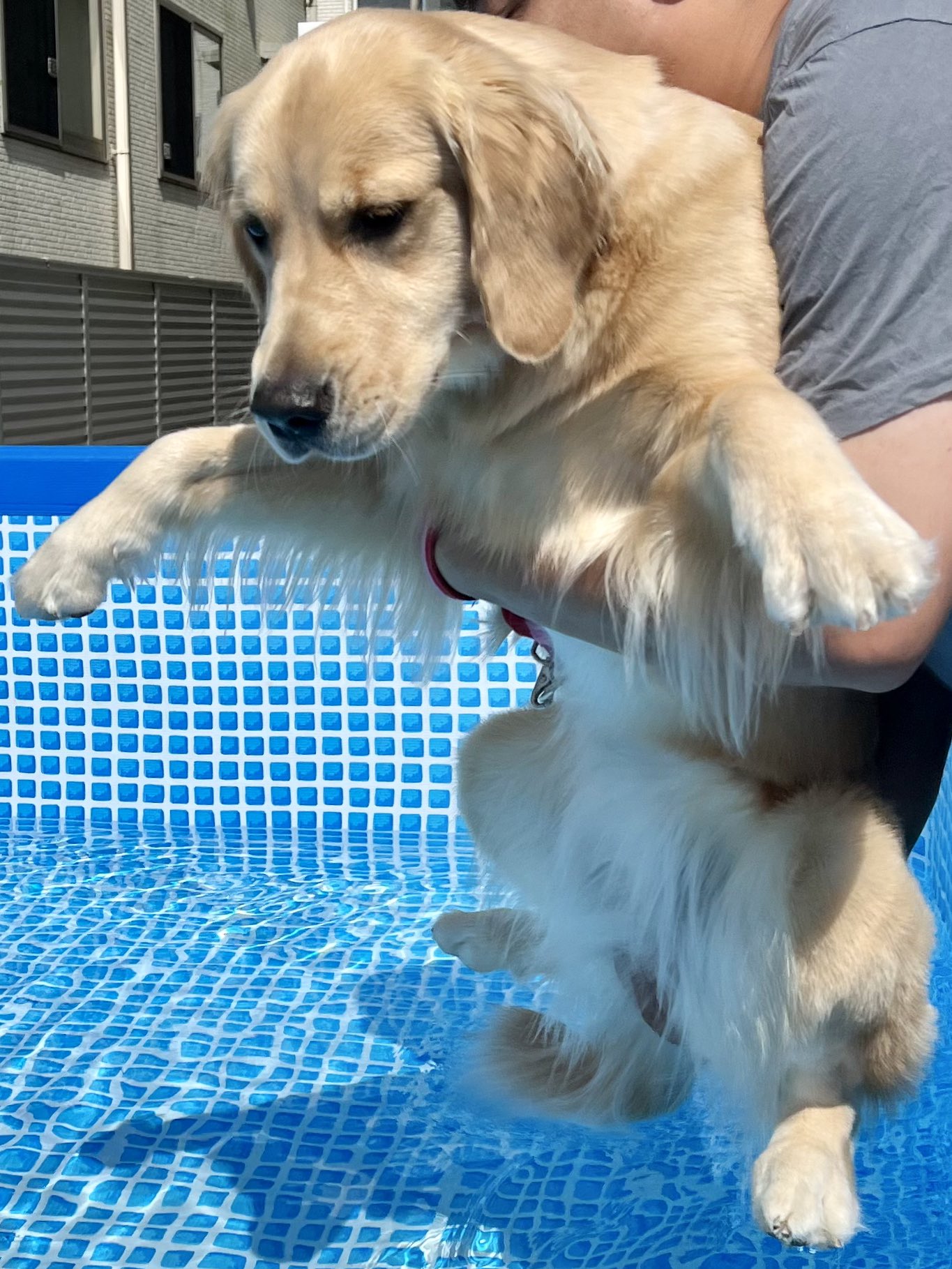 ぷぅちゃんねる ゴールデンレトリバー プールに入る瞬間 泳ぐ気満々に開いている犬の左手がクリームパンみたいでかわいい ﾏﾆｱｯｸw T Co Xp7ol9la Twitter