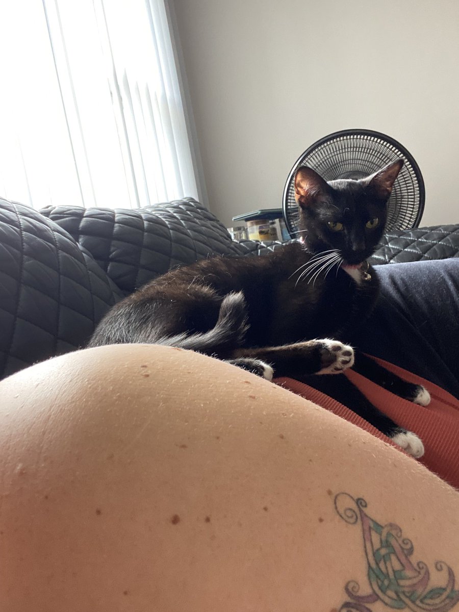 ErinReadsLots's tweet photo. @therealdelia Here’s Pip using me as a kitty bed the other day, and Belle wondering what all those weird bloopy noises were when I was reconnecting my TV to the WiFi https://t.co/uEFvyWrAOK