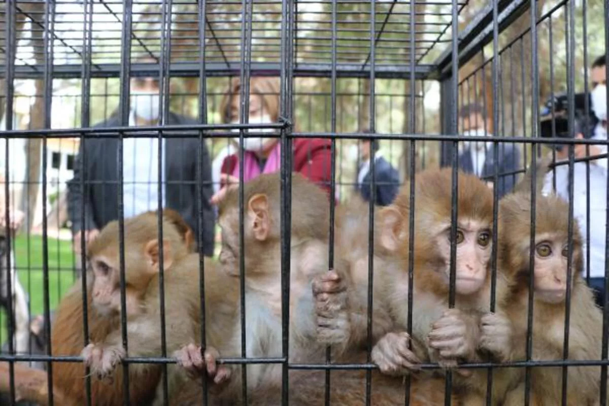 Prisoner Apes tweet media