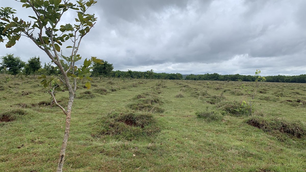bijoyv's tweet photo. Where tree-planting goes wrong. Grassland habitats are ecosystems in themselves and they’re absolutely fine without trees.
 
@moefcc @BSBommai 
#SaveHesaraghatta https://t.co/KJqp6Gr8qh