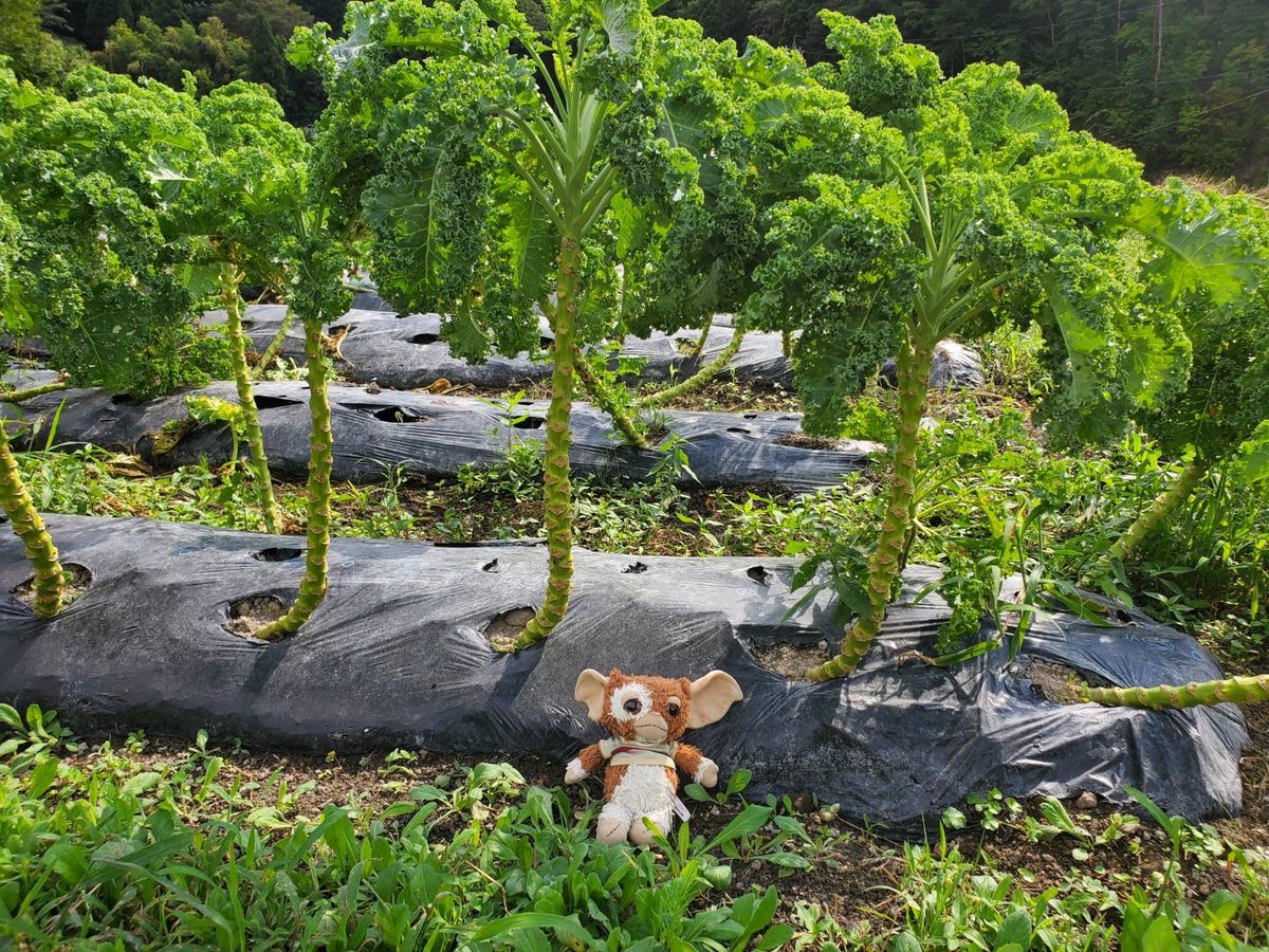 rrn's tweet image. ぎずも田舎を満喫している模様