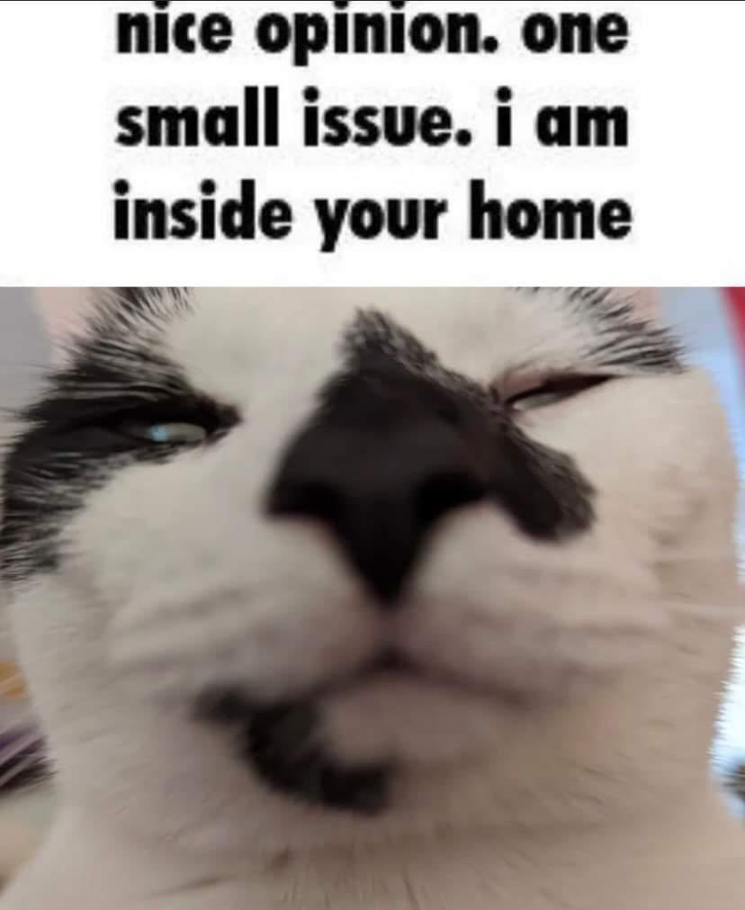 LiterallyMeCats (@literallymecats) on X