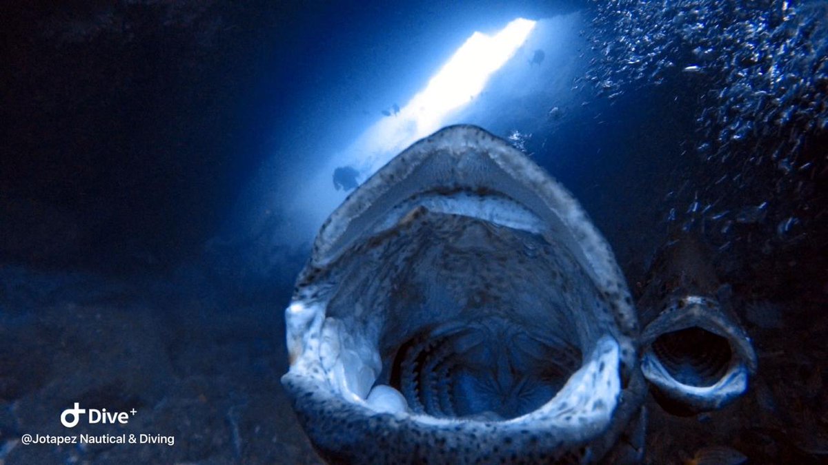 DiveColombia's tweet photo. Thank you for your trust in our crew, you will always be welcome in #Feroxboat for more adventures in #Malpelo

#buceocolombia  #noplastic #oceans #dive #diving #hammershark #liveboardferox #colombiadiveadventures #colombia🇨🇴 #sffmalpelo #malpeloisland #shark https://t.co/qIUwl0C5WO