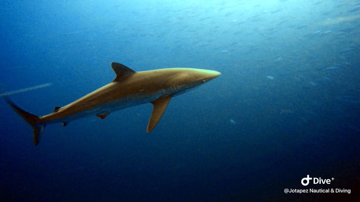 DiveColombia's tweet photo. Thank you for your trust in our crew, you will always be welcome in #Feroxboat for more adventures in #Malpelo

#buceocolombia  #noplastic #oceans #dive #diving #hammershark #liveboardferox #colombiadiveadventures #colombia🇨🇴 #sffmalpelo #malpeloisland #shark https://t.co/qIUwl0C5WO