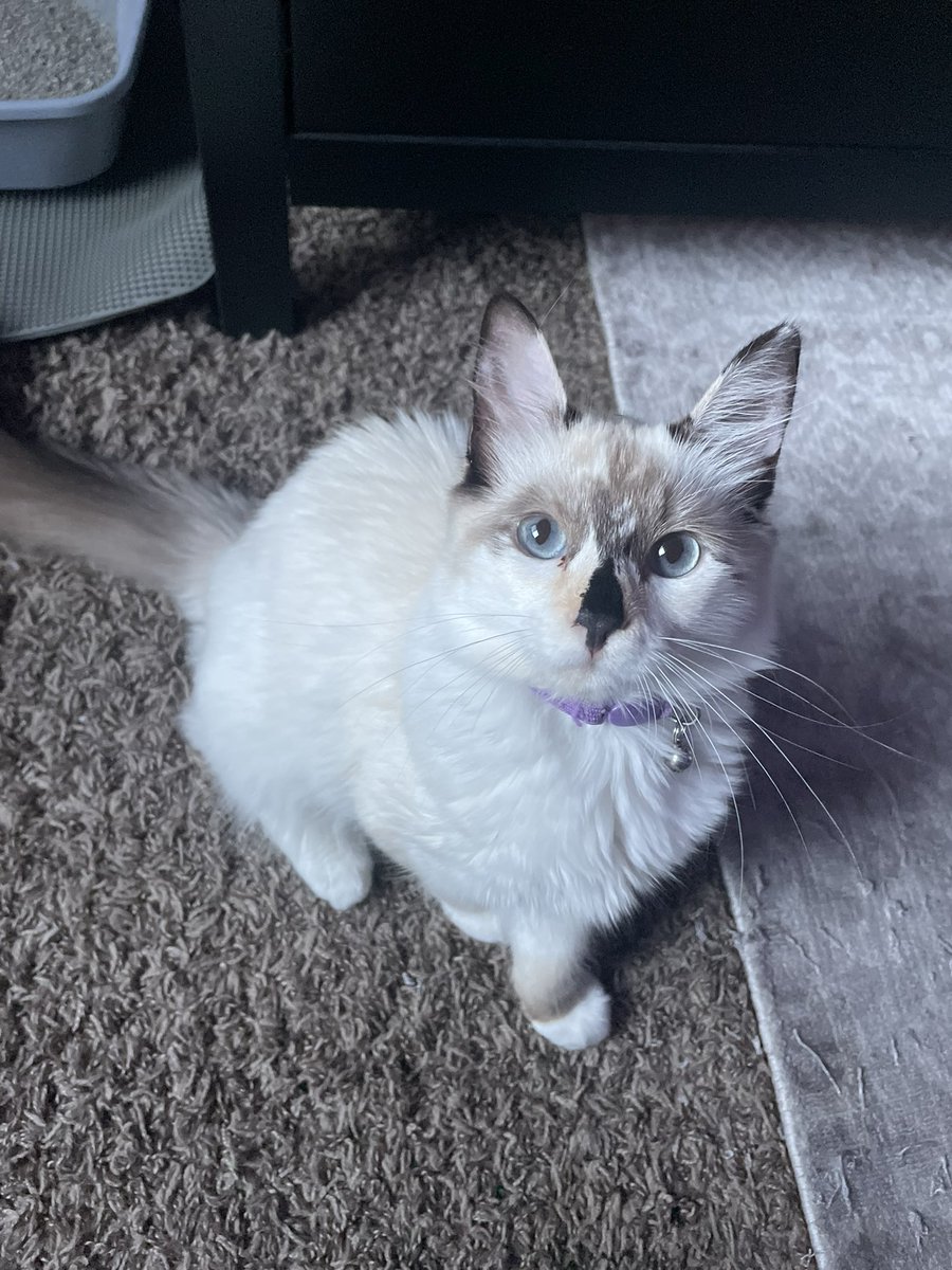 bobbiee23's tweet photo. lavender is the realist bitch I’ve met in years https://t.co/lZUiJCERO0