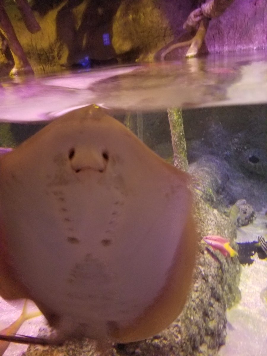 LANCommission's tweet image. Had an amazing 2 year Anniversary with Legion, who took me to the aquarium and out to dinner.