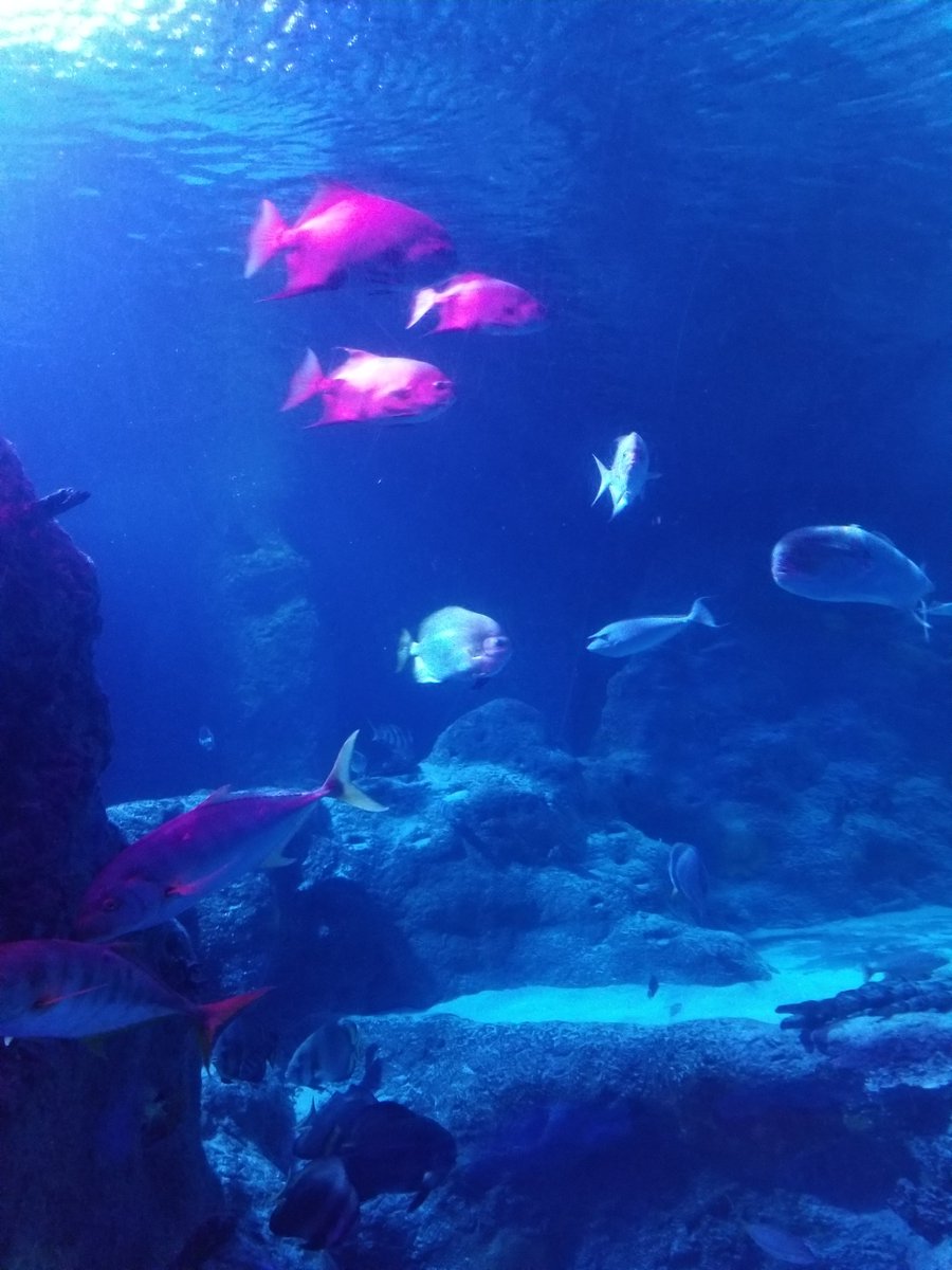 LANCommission's tweet image. Had an amazing 2 year Anniversary with Legion, who took me to the aquarium and out to dinner.