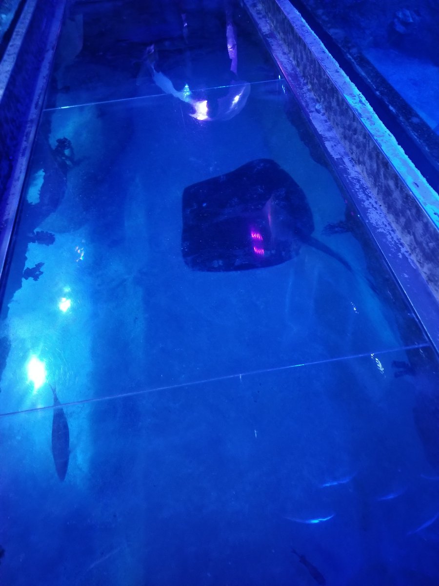 LANCommission's tweet image. Had an amazing 2 year Anniversary with Legion, who took me to the aquarium and out to dinner.