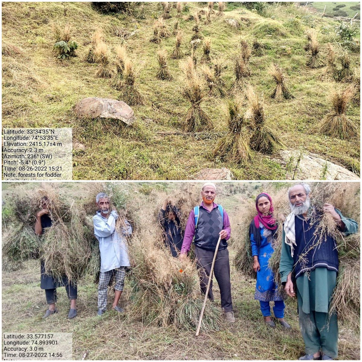 peerzada_riyaz's tweet photo. Distribution of green Fodder from  CAMPA Closures under deliverable "Forests for Fodder" in Forest Range Veshew of Kulgam Forest Division. About  210 Quintals  were distributed on 27.08.2022. https://t.co/AINO8VNenH