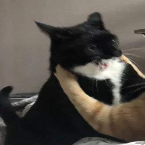 DontShowYourCat's tweet photo. there can only be one https://t.co/5OU1zPmotn