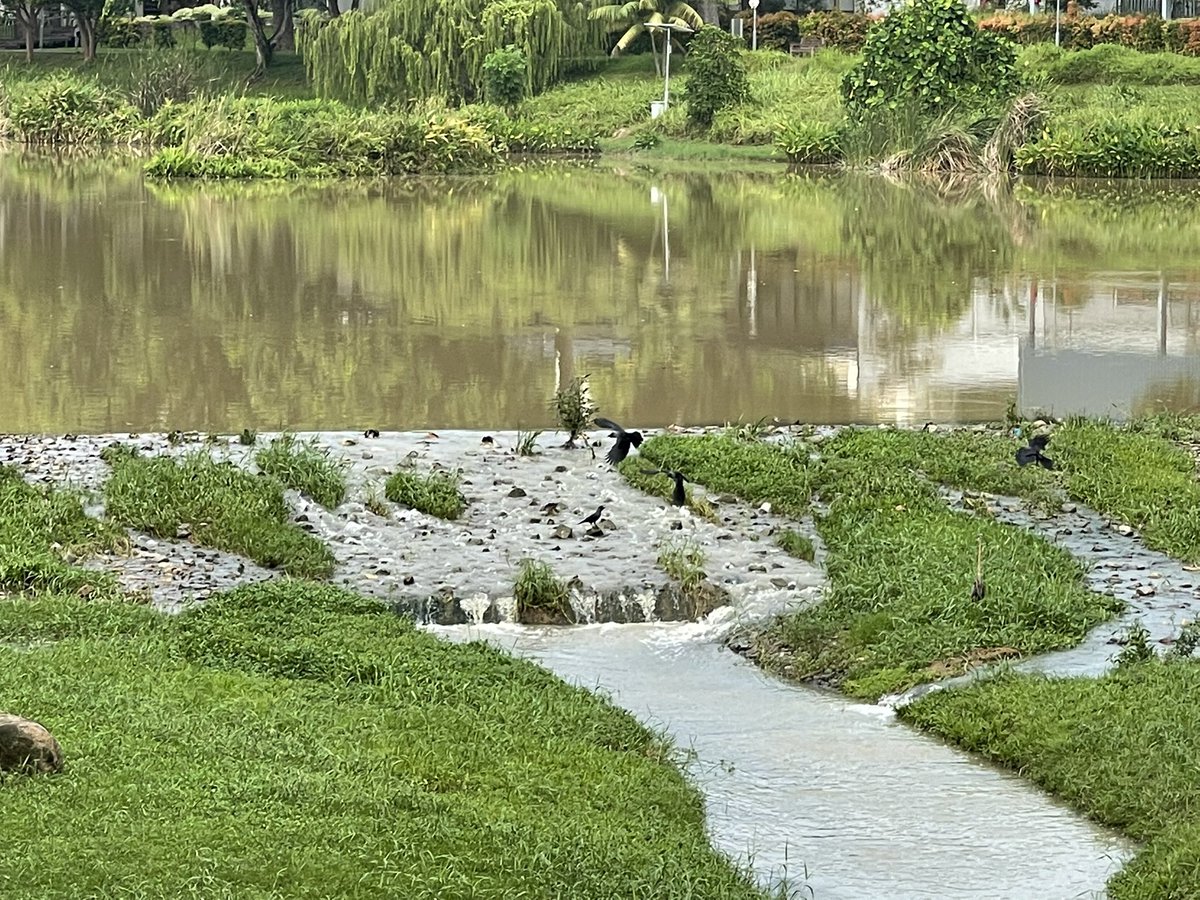 norlinkarim's tweet photo. No otters. Just a monitor lizard &amp; some birds in flight during my walk. Followed by a nice local brekkie by the pond. How’s your Sunday #WAPmembers #BTSARMY ? @_mahitabel @MamaArmy126 @MyMagicShop97 @KookieBae26 @Btsarmymom_SG @Cynthia134340 @KeiMagicShop @neferteedi @TannieFan https://t.co/bfhVxWpl8E